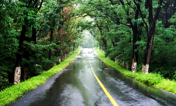 潮湿的乡村道路在绿色的森林图片下载