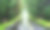 潮湿的乡村道路在绿色的森林图片下载