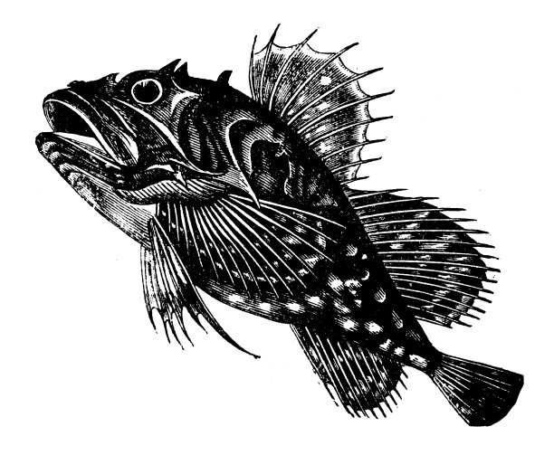 动物仿古雕刻插图:格陵兰牛头图片下载