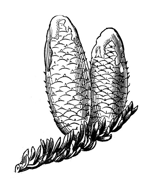 植物学植物古版画插图:加拿大香脂图片下载