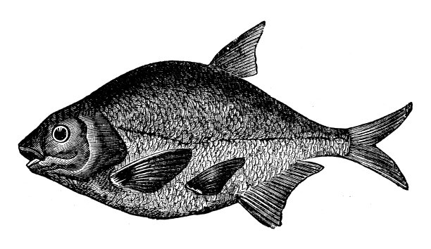 动物仿古雕刻插图:欧洲鲷鱼图片下载