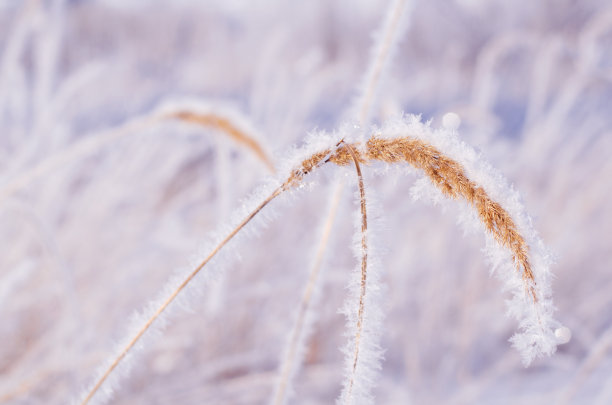 草在霜冻中。温和的冬天阳光。冬天的概念是真正的下雪，空气清新，霜冻素材图片