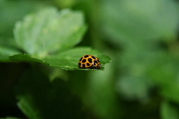 夫人鸟素材图片