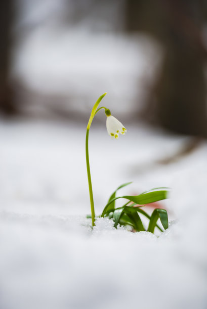 美丽的雪花莲素材图片