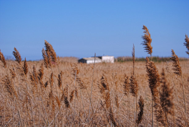 秋天的领域图片下载