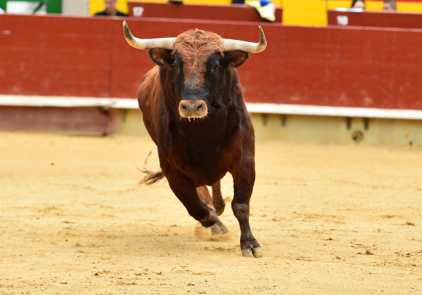 西班牙的欧洲公牛图片下载