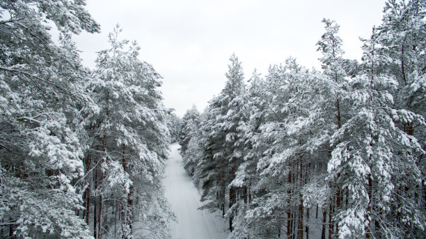 冬天的森林和道路。从以上观点。这张照片是用无人机拍摄的。松树和冷杉林在雪地里图片下载