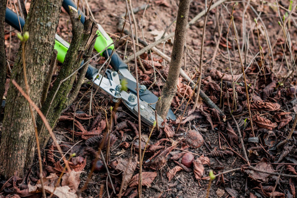 剪枝工剪嫩苗的树干图片下载