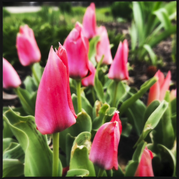 粉色郁金香倾斜移位图片下载