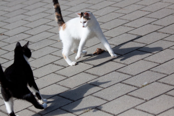 猫的战斗图片下载