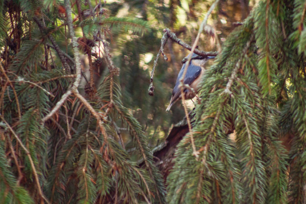 美丽的小山雀在艰难的冬天进食图片下载