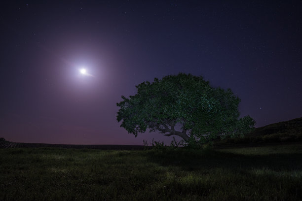 月亮和银树图片下载