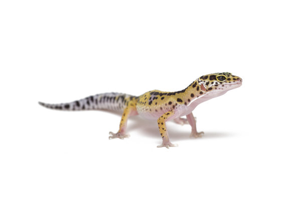 蜥蜴豹壁虎孤立在白色。图片下载