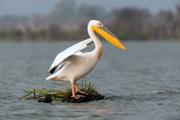 大白鲨鹈鹕图片下载