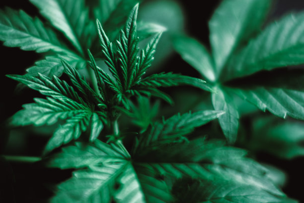 室内种植大麻美丽的叶子和年轻的肩带的微摄照片图片下载