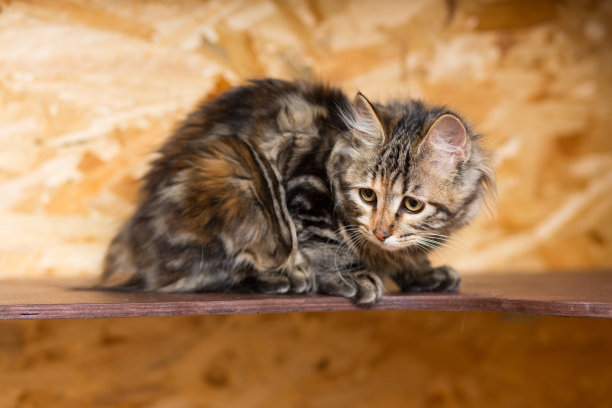 库连短尾猫图片下载