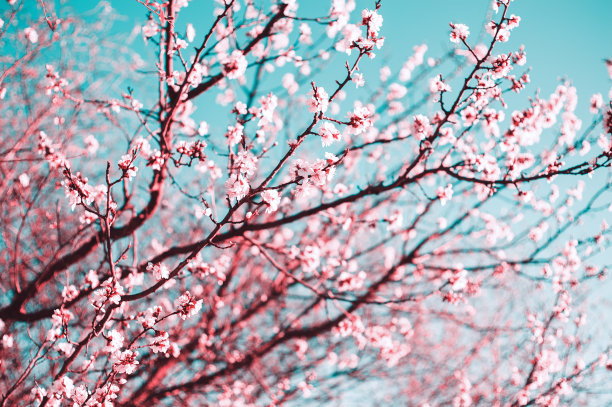 美丽的樱花树在春天图片下载