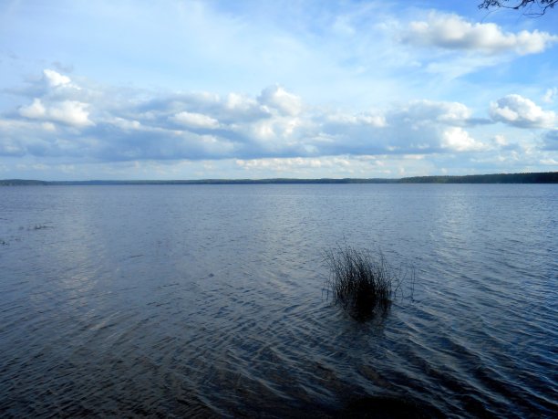 湖中芦苇图片下载