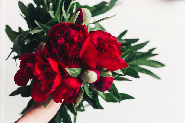 美丽的红色牡丹花束在白色木制的乡村背景。带有文本空间的贺卡。前视图。妇女节快乐或者妈妈们。情人节。现代花卉图片图片下载