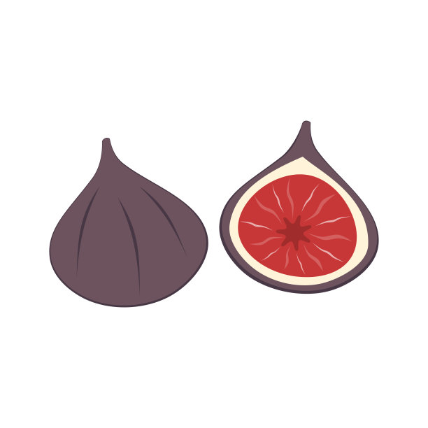 新鲜无花果孤立在白色背景矢量插图图片下载