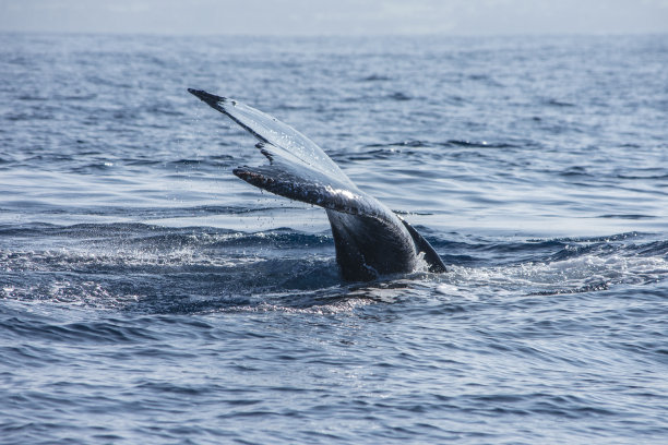 鲸鱼在夏威夷图片下载