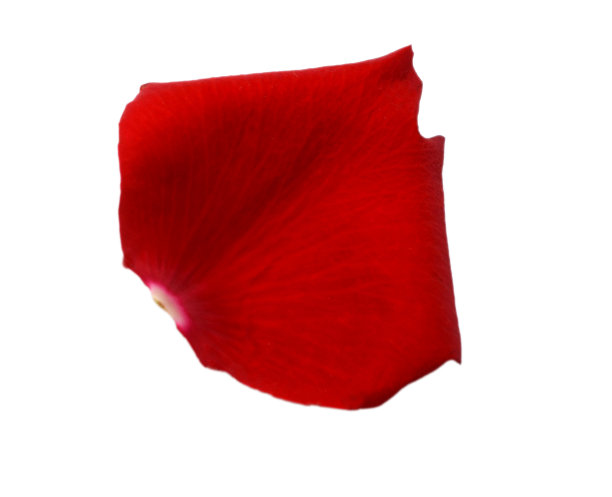 红色的花瓣分离图片下载