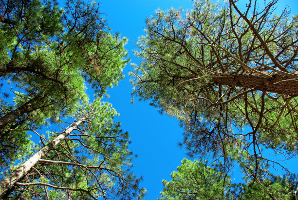 高大的松树高耸入云图片下载