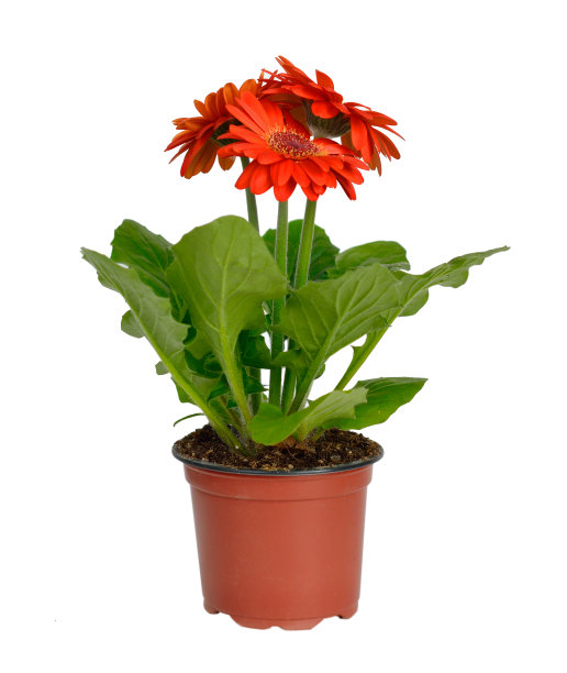 非洲菊在一个花园盆栽孤立。图片下载