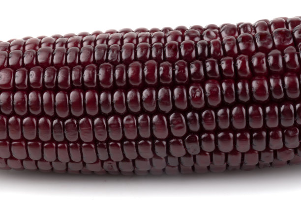 新鲜的紫色玉米孤立在白色的背景图片下载