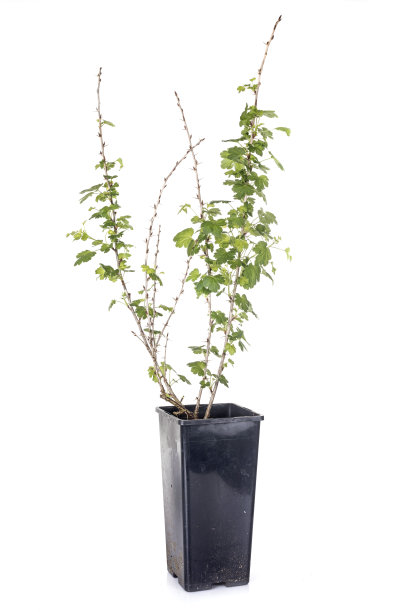 肋骨植物图片下载