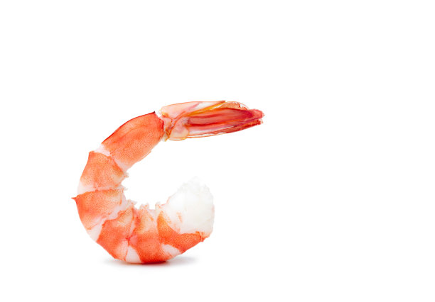 虾见食虎孤立在白色背景上。图片下载