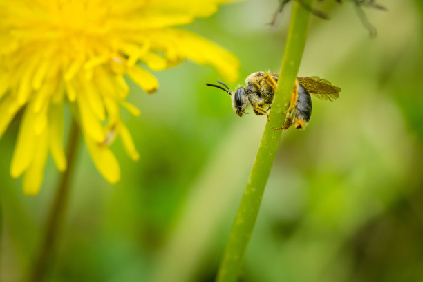 蜜蜂抱在蒲公英的绿色茎上的特写。素材图片