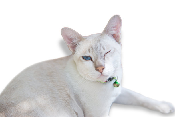 白底上的白猫。图片下载