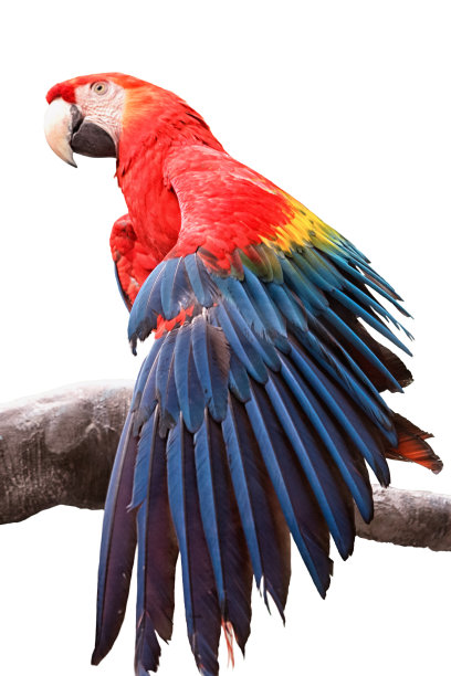 红色金刚鹦鹉鸟坐在原木和传播风，孤立在白色的背景。图片下载