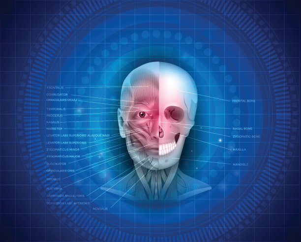 面部肌肉和骨骼图片下载