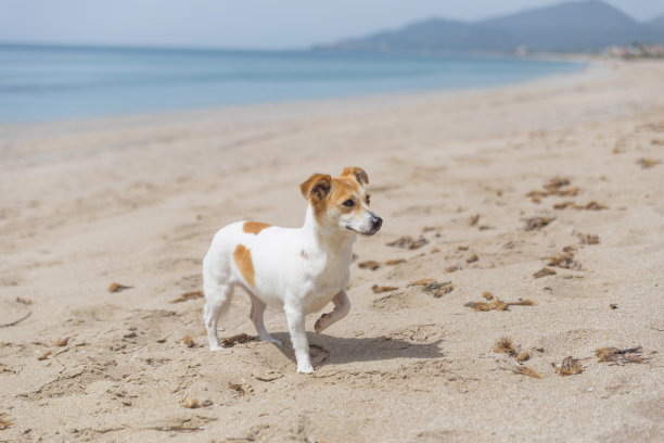 狗海海滩春天自由自然图片下载