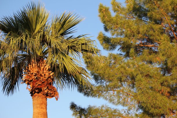 北斯科茨代尔是亚利桑那州的一个沙漠城市，位于州首府菲尼克斯东部，日出、棕榈树、壮观的天空、风景和观赏野生动物的机会。图片下载