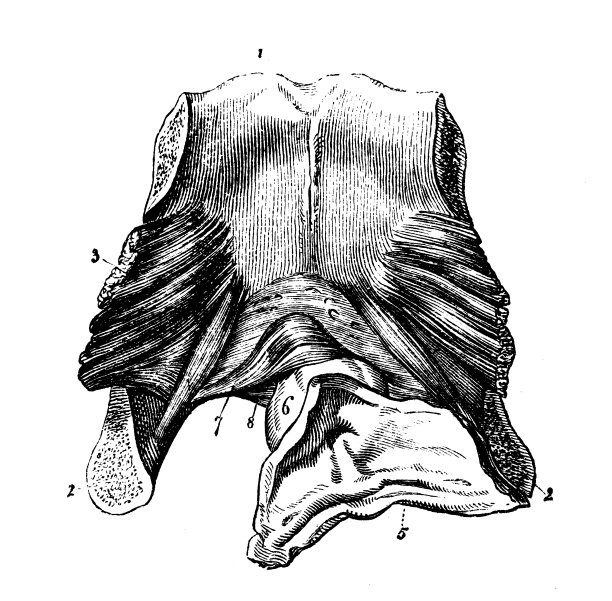 人体解剖学古董插图:阴部、膀胱、尿道图片下载