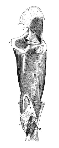 人体解剖学的古董插图:腿部肌肉图片下载