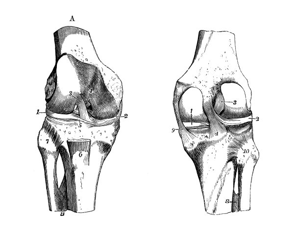 人体解剖学的古董插图:膝关节图片下载
