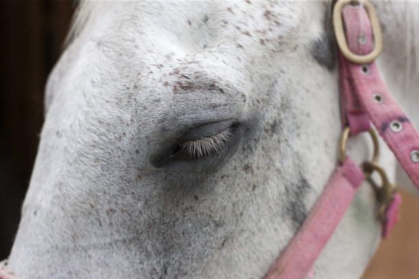 一个白色马头的特写图片下载