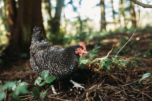 放养的鸡在挖虫子图片下载