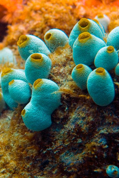 海葵(海葵)素材图片