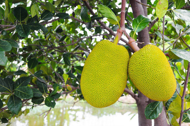 菠萝蜜，树上的热带水果素材图片