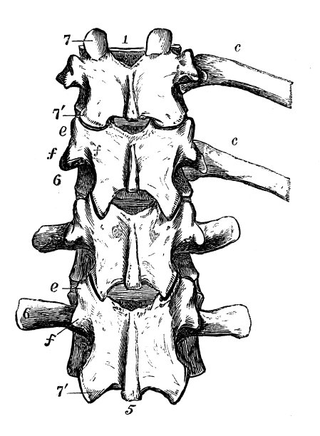 人体解剖学的古董插图:椎骨图片下载
