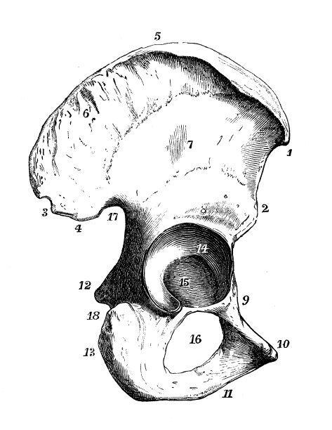 人体解剖学古董插图:髋骨图片下载