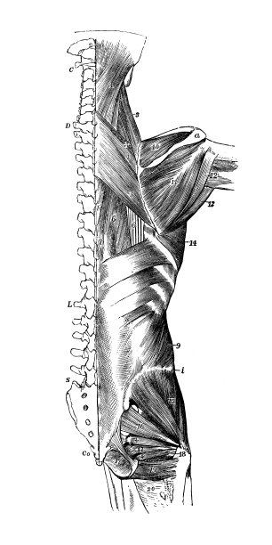 人体解剖学的古董插图:背部肌肉图片下载