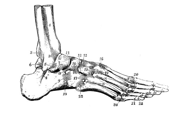人体解剖学的古董插图:踝足关节图片下载