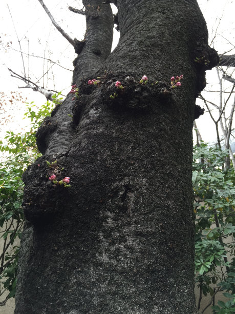 有小花的树图片下载