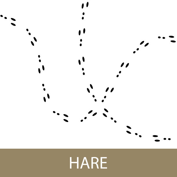 兔的踪迹图片下载